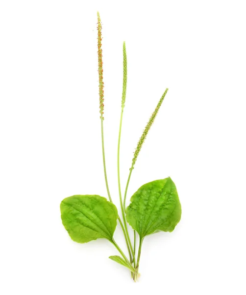 Bredbladig groblad eller större groblad — Stockfoto