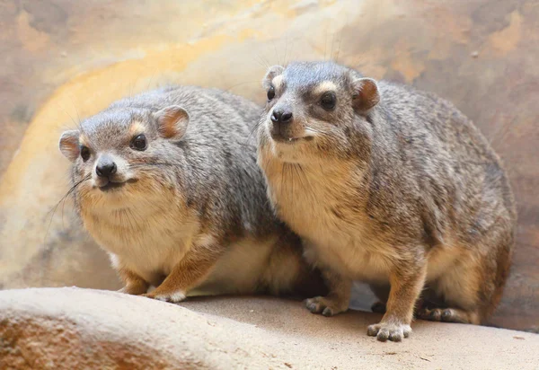 Portrait of The Rock Hyrax — Stock Photo, Image