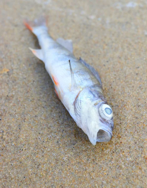 海滩上的死鱼 — 图库照片