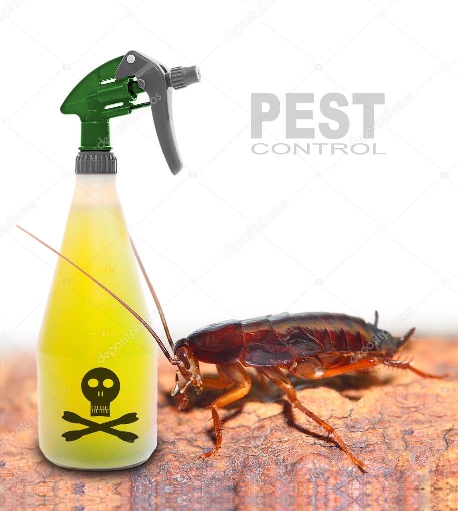 Plastic sprayer with insecticide and big cockroach