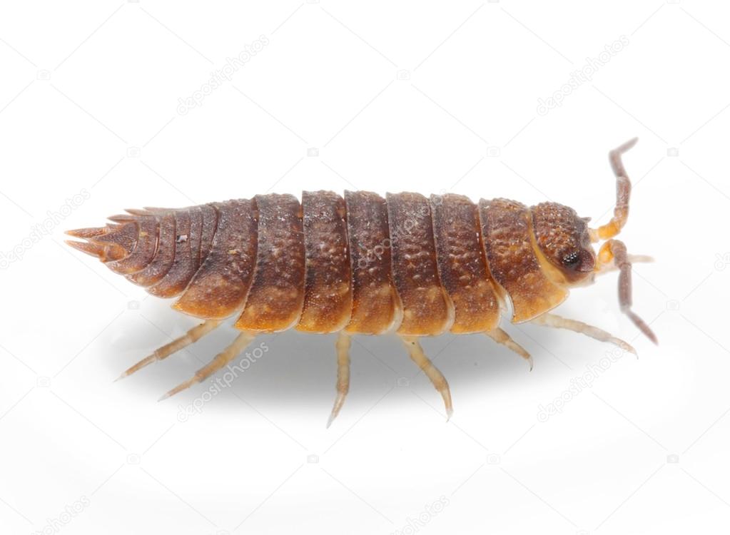 The Pill-bug or Rolly Polly