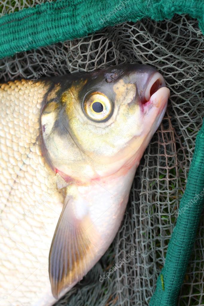 Common bream (Abramis brama)