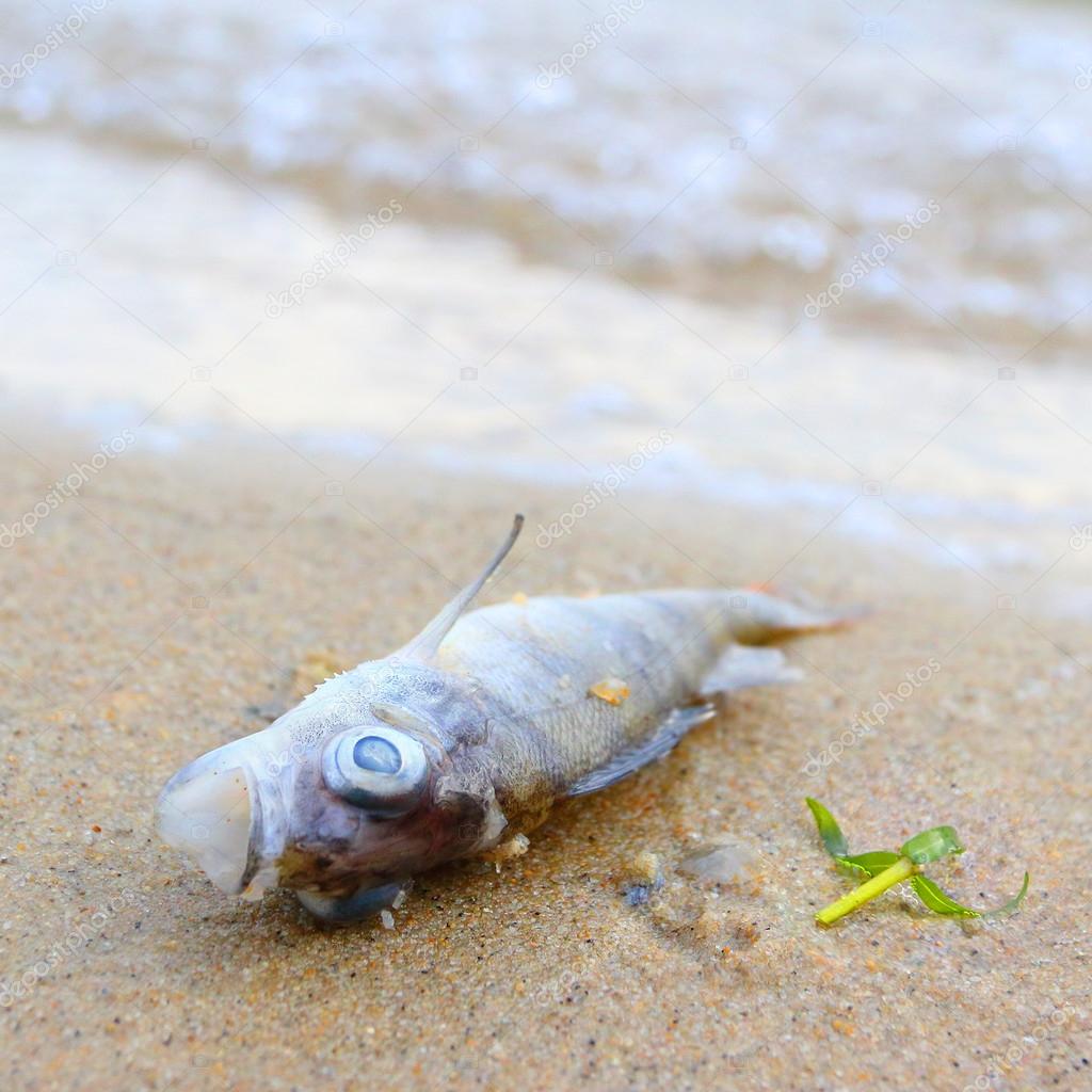 Dead fish on the beach