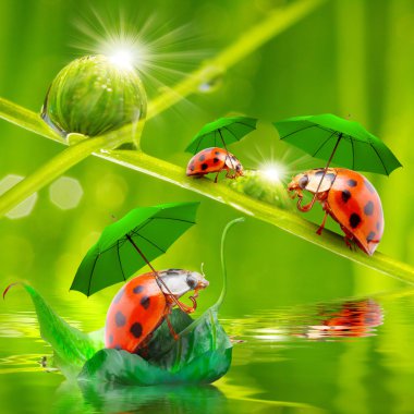 Gölet üzerinde şemsiye ile küçük ladybugs