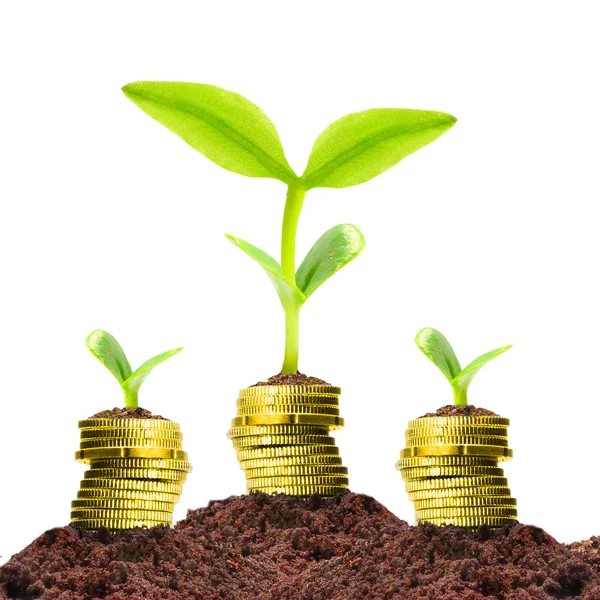 Money growth concept — Stock Photo, Image