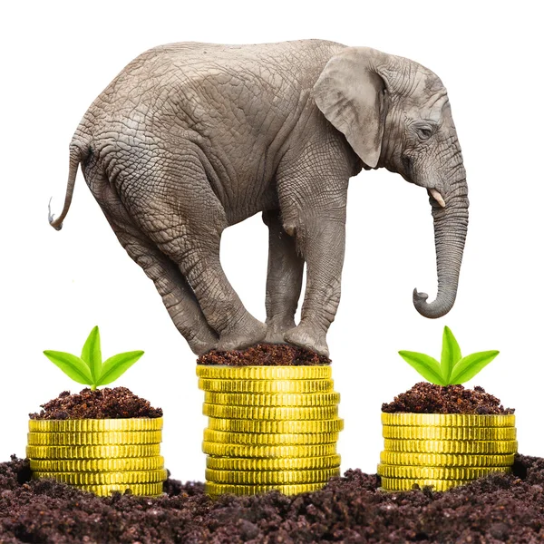 Großer Elefant auf einem wachsenden Haufen goldenen Geldes — Stockfoto