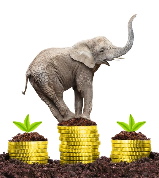 Большой слон на растущей куче золотых денег — стоковое фото