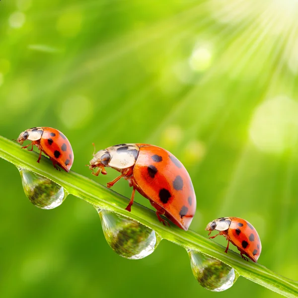 Marienkäferfamilie auf einem taufrischen Gras — Stockfoto