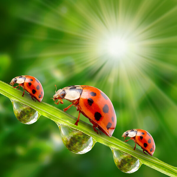 Funny ladybugs on a dewy grass
