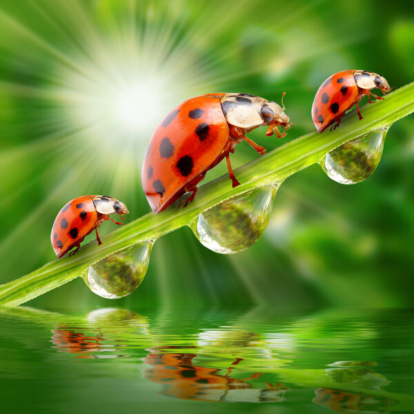 Ladybugs family on a dewy grass