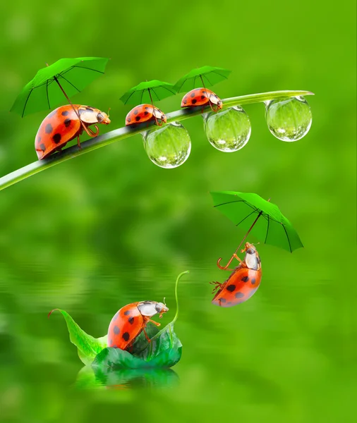 Petite coccinelle avec parapluie sautant vers le bas . — Photo