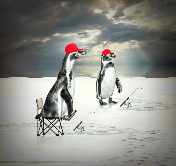 Dois pinguins que flutuam e capturam peixes — Fotografia de Stock