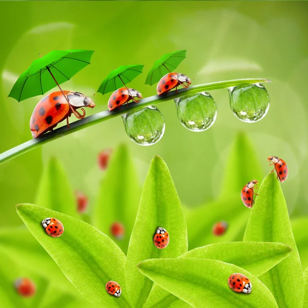 Pequenas joaninhas com guarda-chuvas — Fotografia de Stock