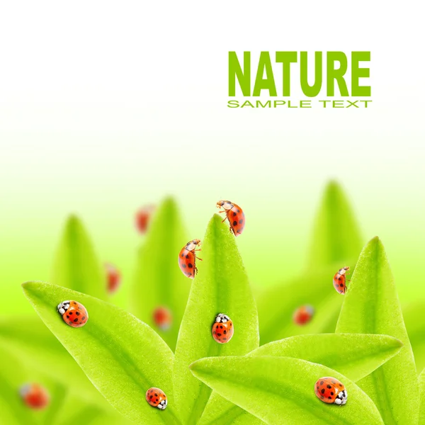 Sfondo naturale con coccinelle — Foto Stock