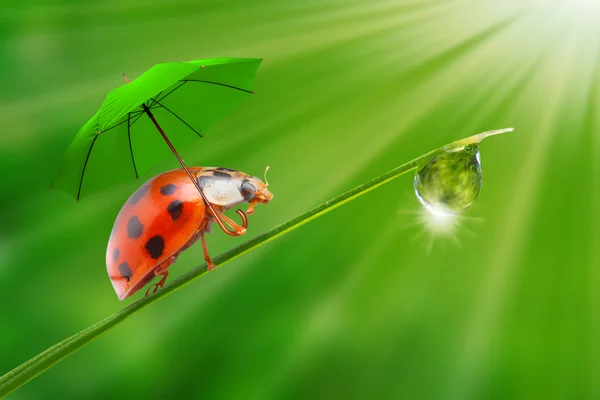 Kleiner Marienkäfer mit Regenschirm. — Stockfoto