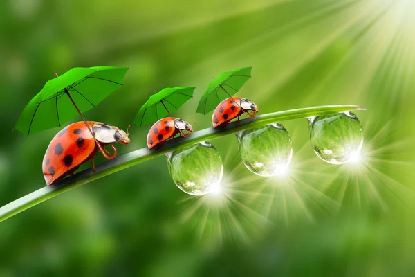 coccinelle image libre de droit