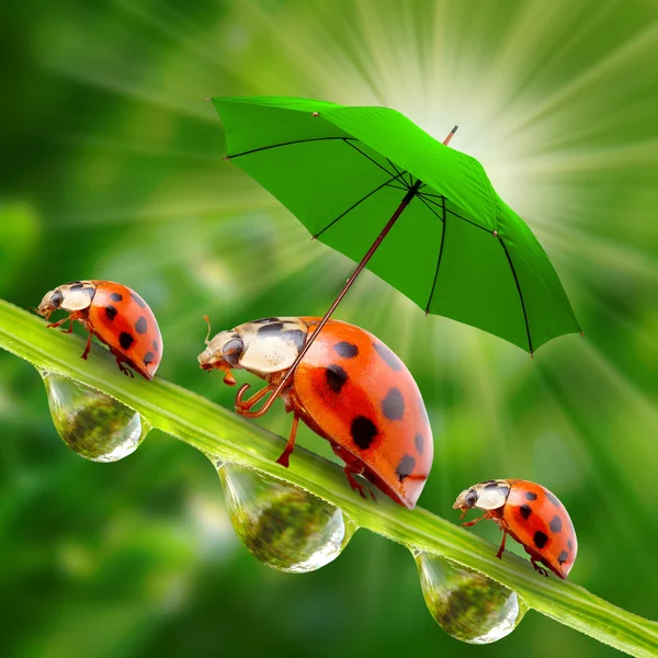 Pequenas joaninhas com guarda-chuva — Fotografia de Stock