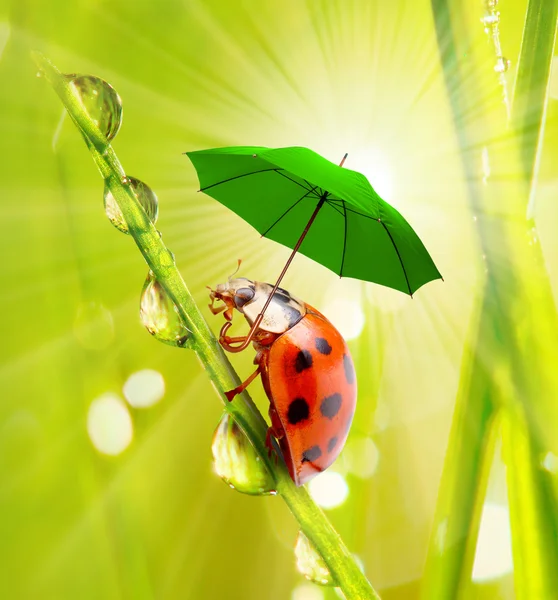 Kleiner Marienkäfer mit Regenschirm. — Stockfoto