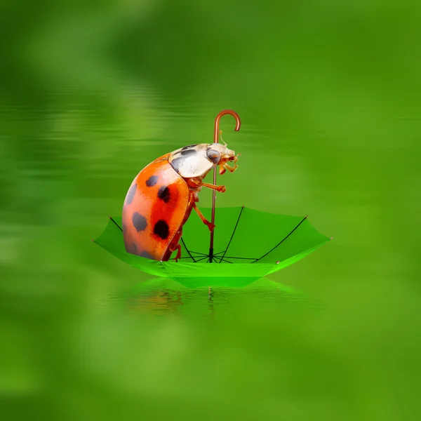 Pequeña mariquita con paraguas disfrutando de la vida — Foto de Stock