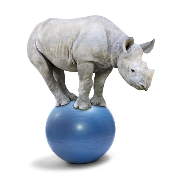 Branco Africano Rhinoceros balanceamento na bola — Fotografia de Stock