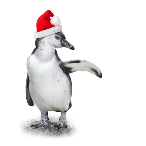 Funny penguin with santa's cap — Stock Photo, Image