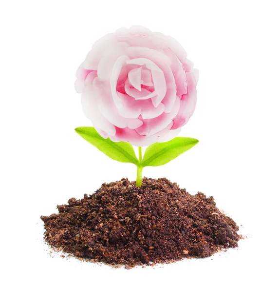 Rose seedling growing in a soil. — Stock Photo, Image