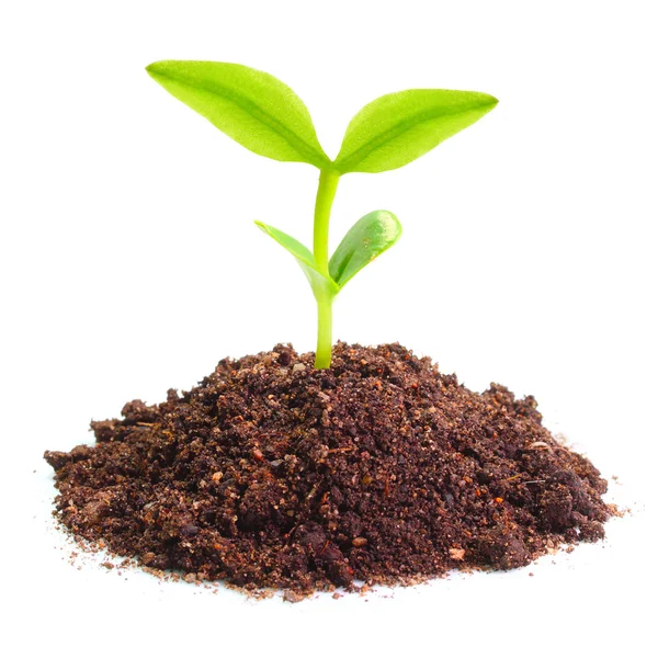 Plantan växer i en jord — Stockfoto