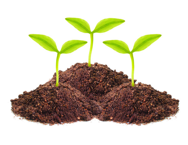 Саженцы, растущие в почве
