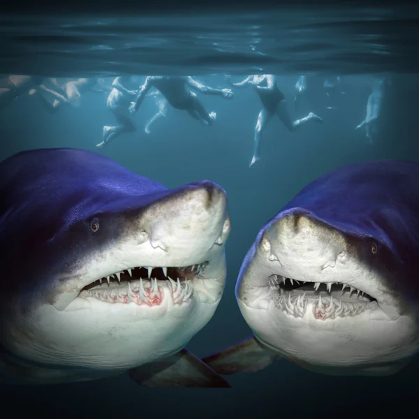 Dois tubarões divertem-se . — Fotografia de Stock