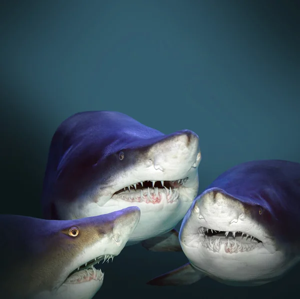 Three sharks have a fun — Stock Photo, Image