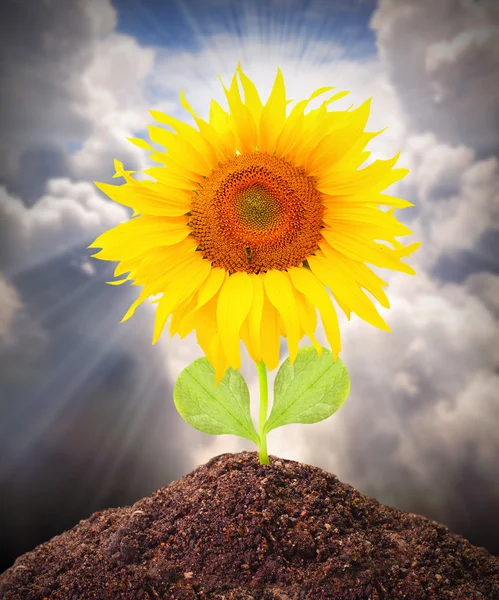 The Sunflower growing — Stock Photo, Image