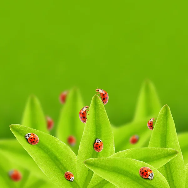 Přirozené pozadí s ladybugs — Stock fotografie