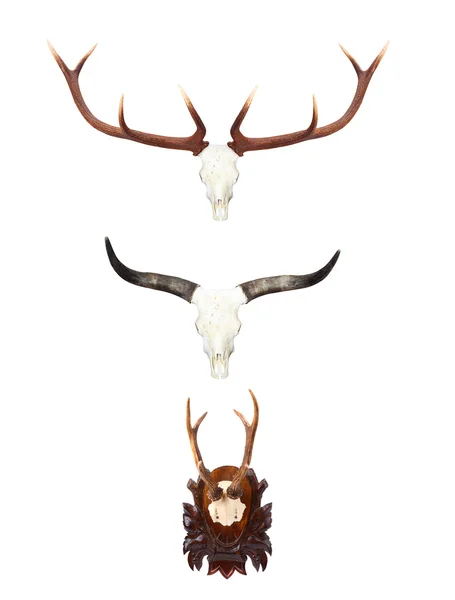 Animal skulls with antlers and horns — Stock Photo, Image