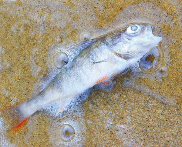 Peixe morto na praia — Fotografia de Stock