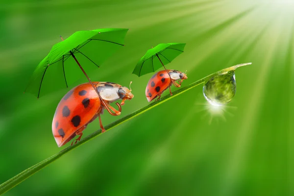 Little ladybugs with umbrellas — Stock Photo, Image