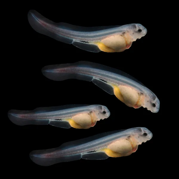 Sturgeon fingerling 9days old 10mm sized. — Stock Image Sturgeon fingerling 9days old 10mm sized. Royalty Free Stock Images
