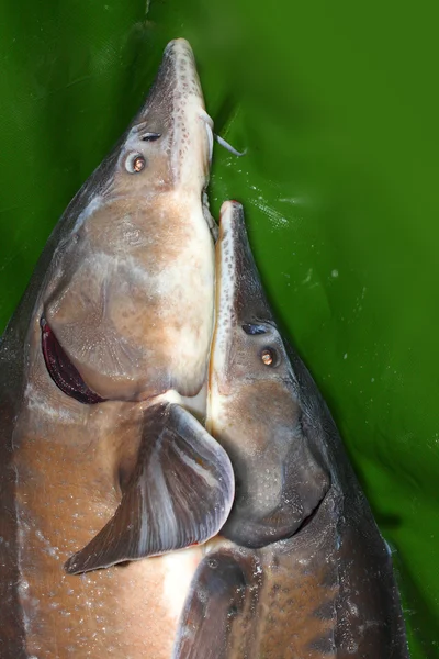 Two catching Sturgeons — Stock Image Two catching Sturgeons Stock Picture