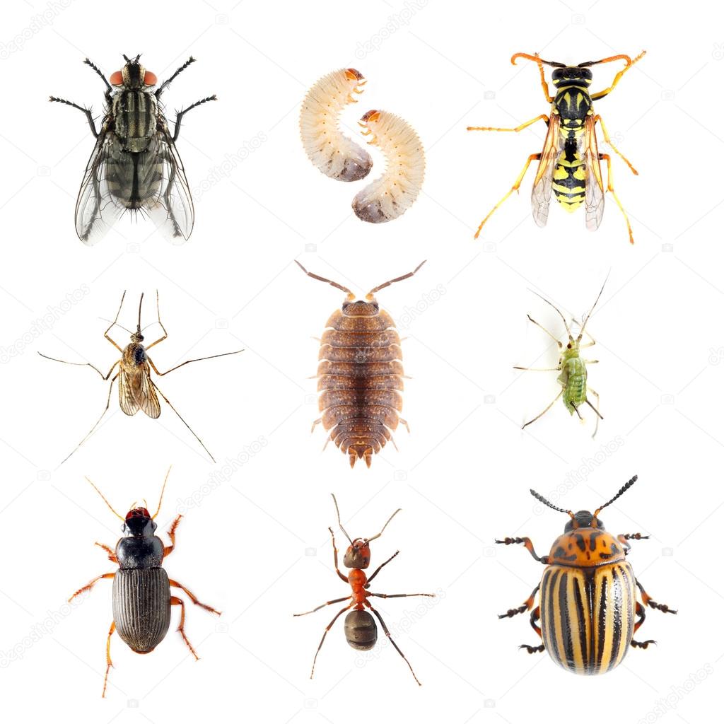 Collection of the insects