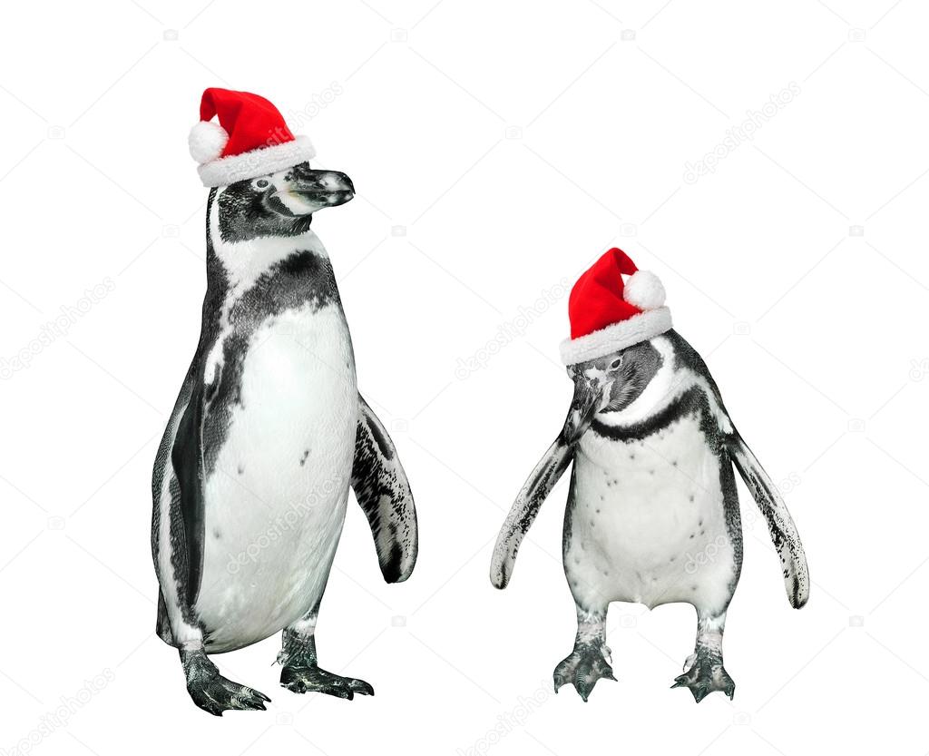 Funny penguins with santa's cap