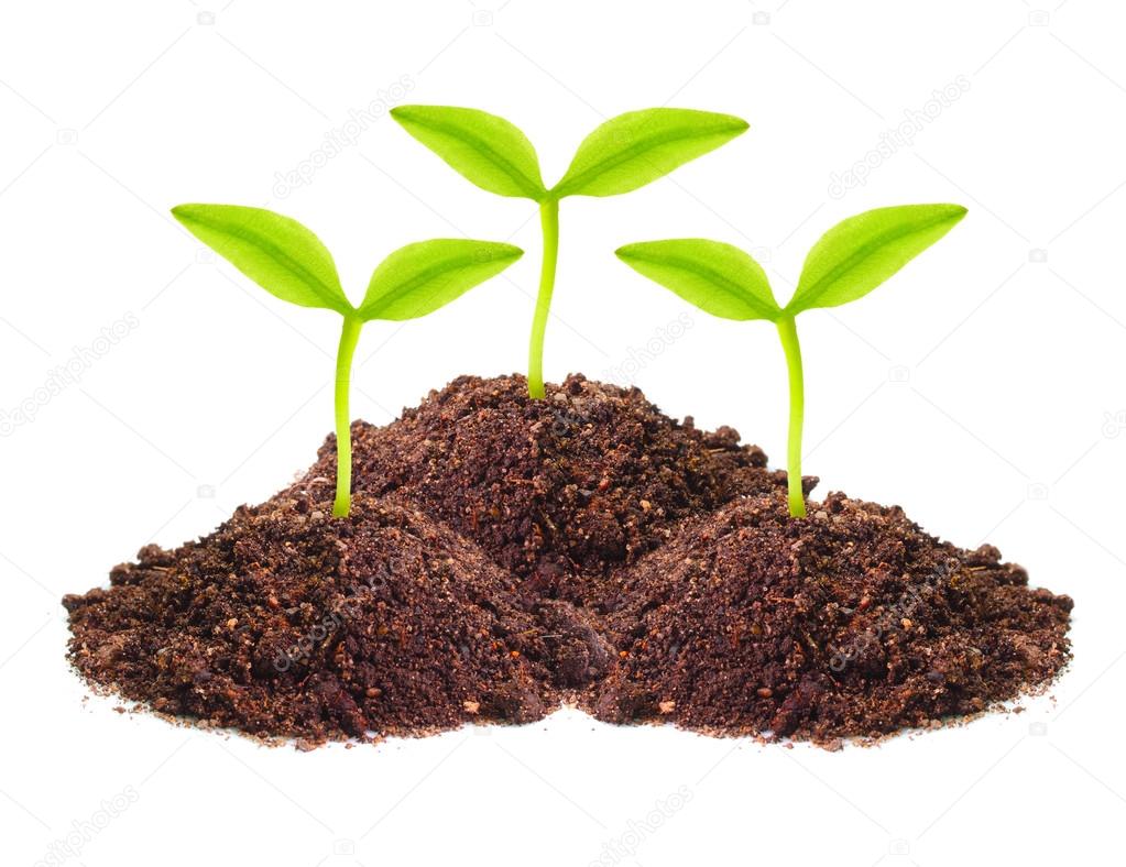 Seedling growing in a soil