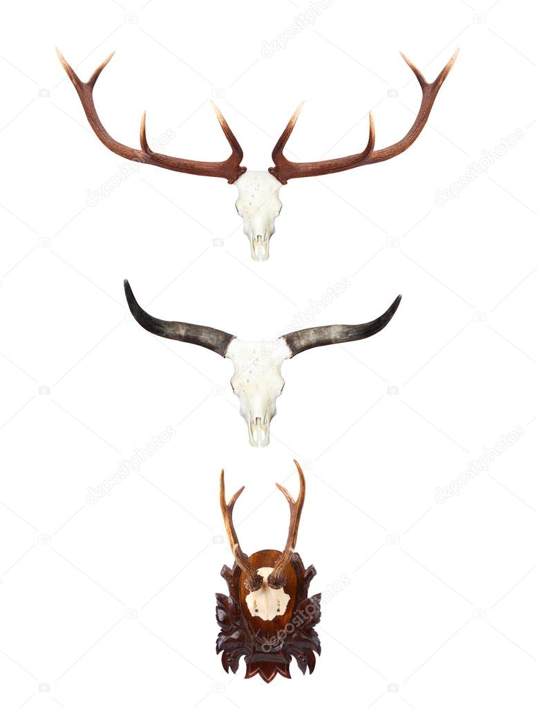 Animal skulls with antlers and horns