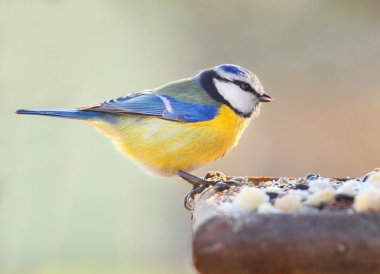 De Pimpelmees op een vogel tafel.