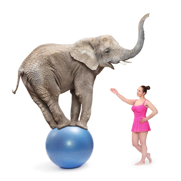 Circus clown girl and elephant — Stock Photo, Image