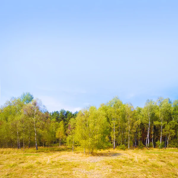Brzozowy las w tundrze — Zdjęcie stockowe