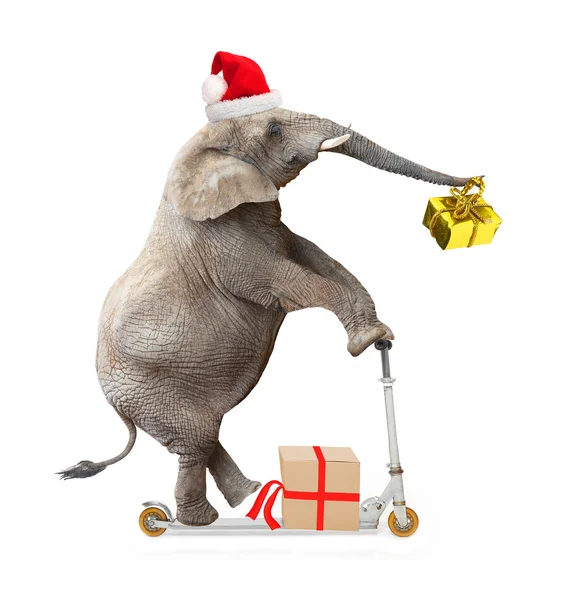 Elefante africano como Pai Natal — Fotografia de Stock