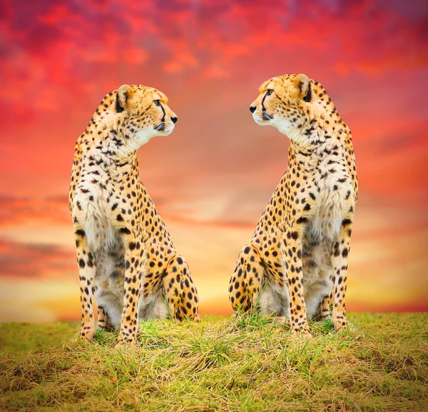 Gepard (Acinonyx jubatus)) — Zdjęcie stockowe