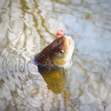 AK balık (Squalius cephalus)