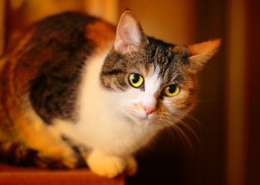 Fatty spotted cat.