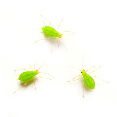 Green aphids on white background  clipart