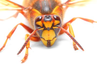 The European Hornet (Vespa crabro).